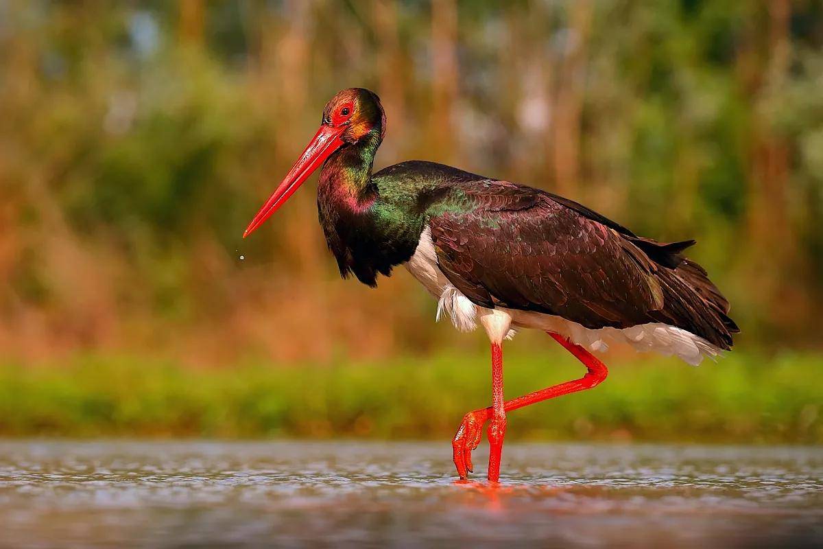 奥地利的国鸟跟哈萨克斯坦相同都是金雕.北半球广为人知的猛禽.
