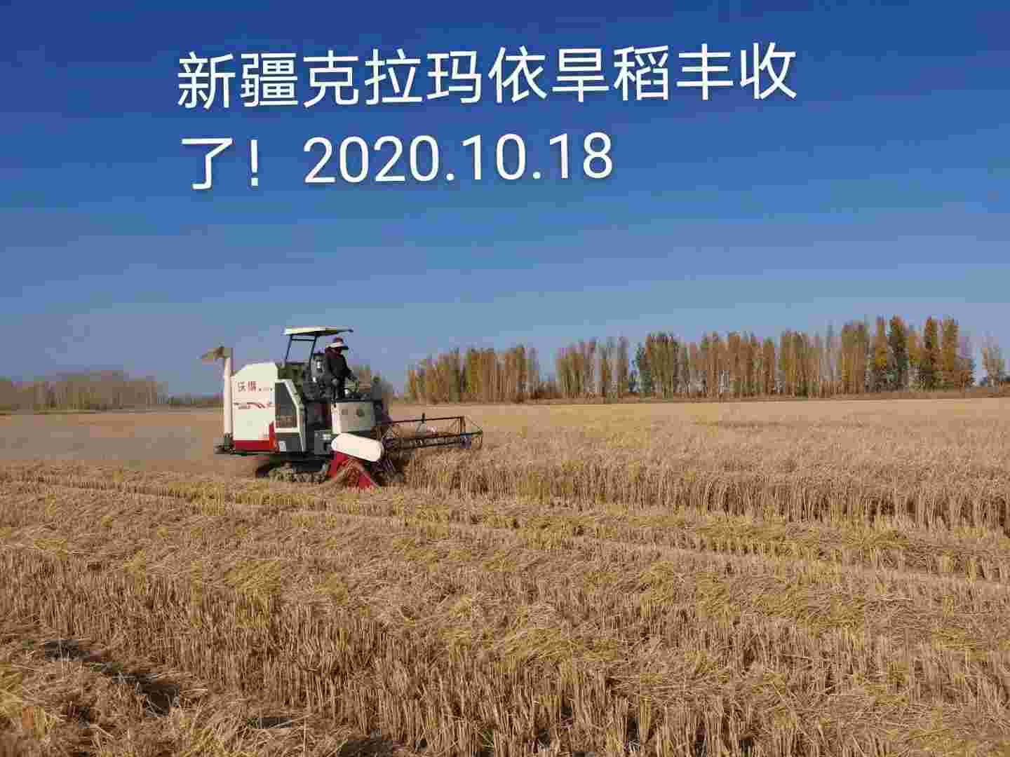 旱稻育种专家彭国威专家百科行业专家人才数据库