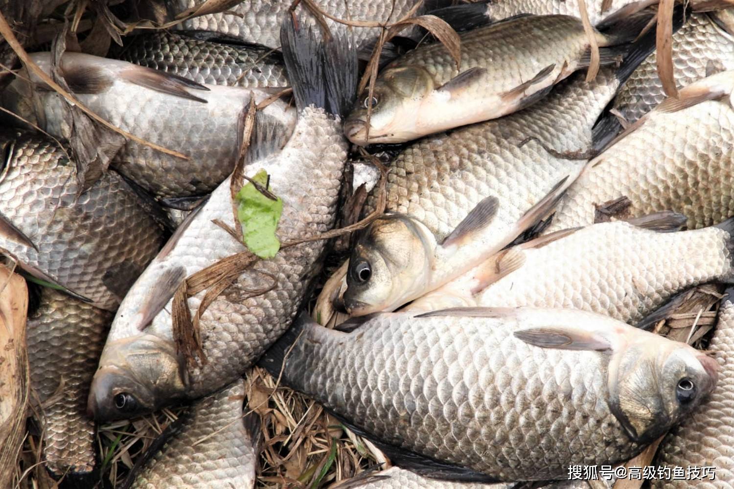 在野钓大鲫鱼时,可以通过频繁的抛竿抽拉饵来诱鱼,刚开始出现鱼口时