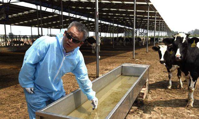 原创养牛专家徒手感知牛粪温度看到黄牛流泪记忆犹新