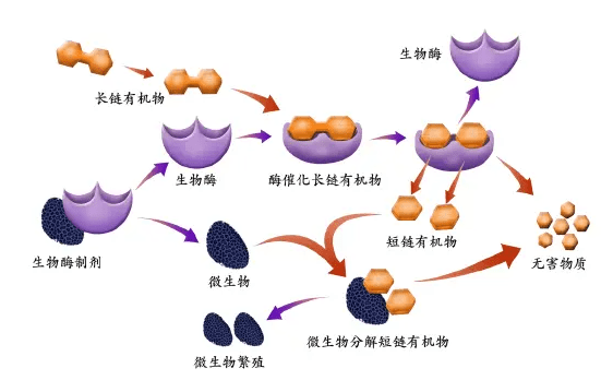 具有强大分解能力的高活性复合生物酶溶液,解决了生物酶的专一性问题