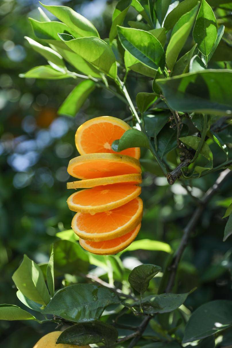 热销50万斤,辰颐物语用科技助力秭归夏橙"甜满中国"_用户_熊宜和_产地