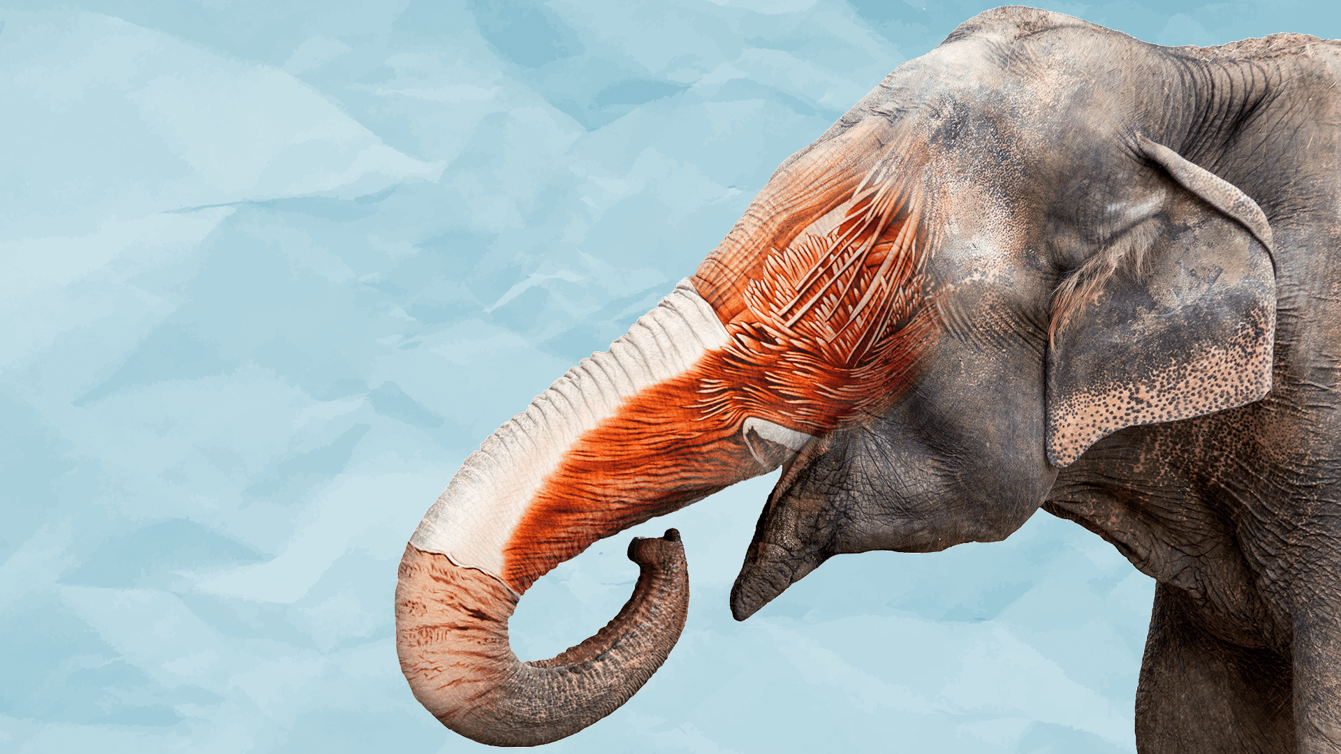 大象鼻子上有40000块肌肉,难怪能用鼻子打开水龙头_鼻腔_会用_人类