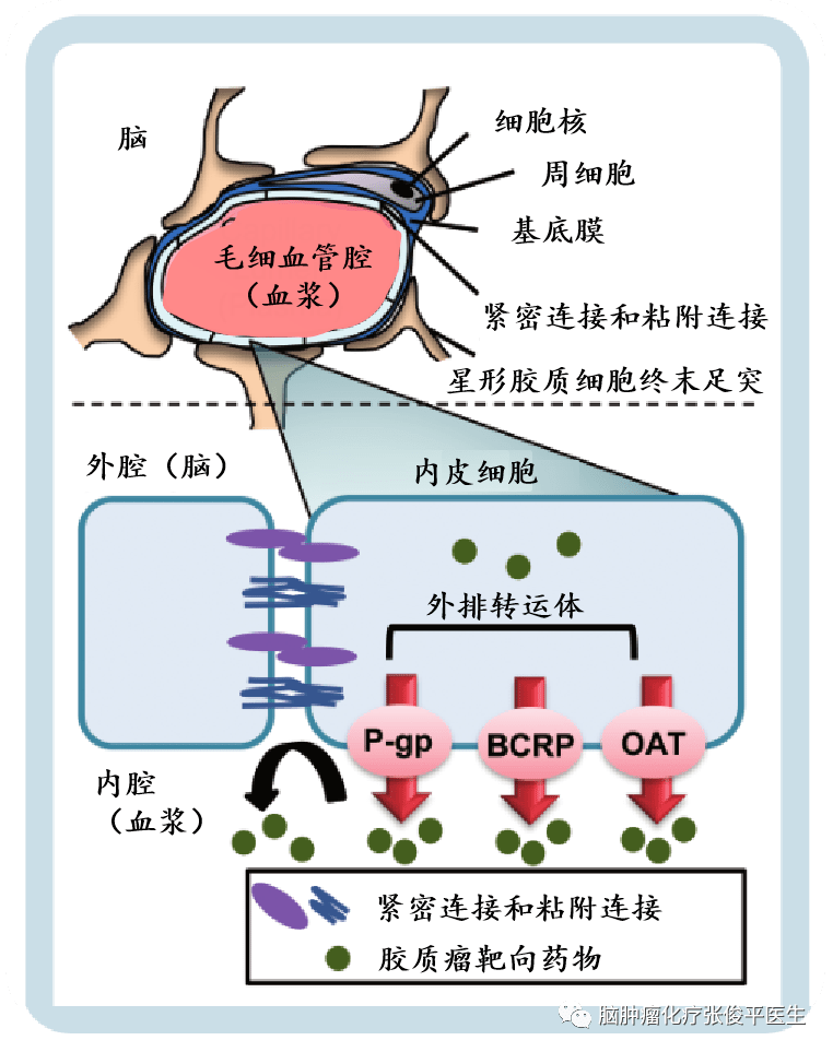 大脑血脑屏障图片图片