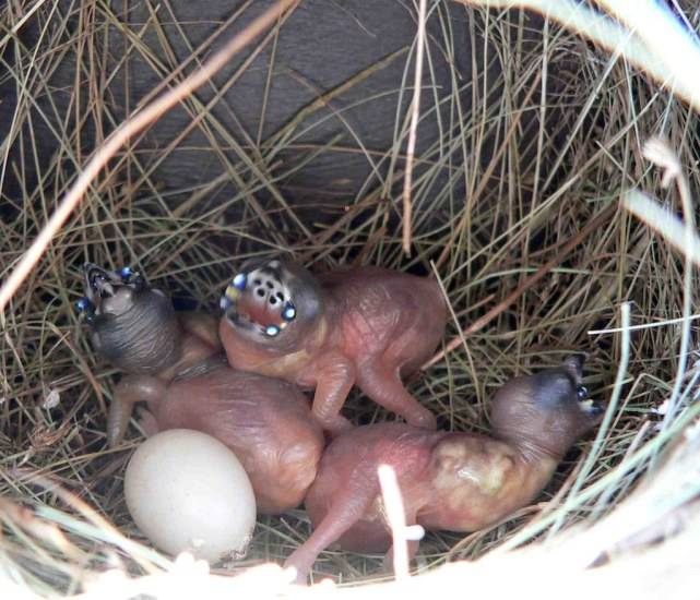 为了让父母投喂自己,这种雏鸟长出恐怖的嘴巴_梅花雀_文鸟_七彩
