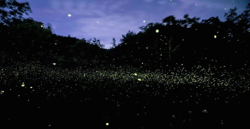 遊雲南正當時走吧去普洱遇見一個有螢火蟲的夏天