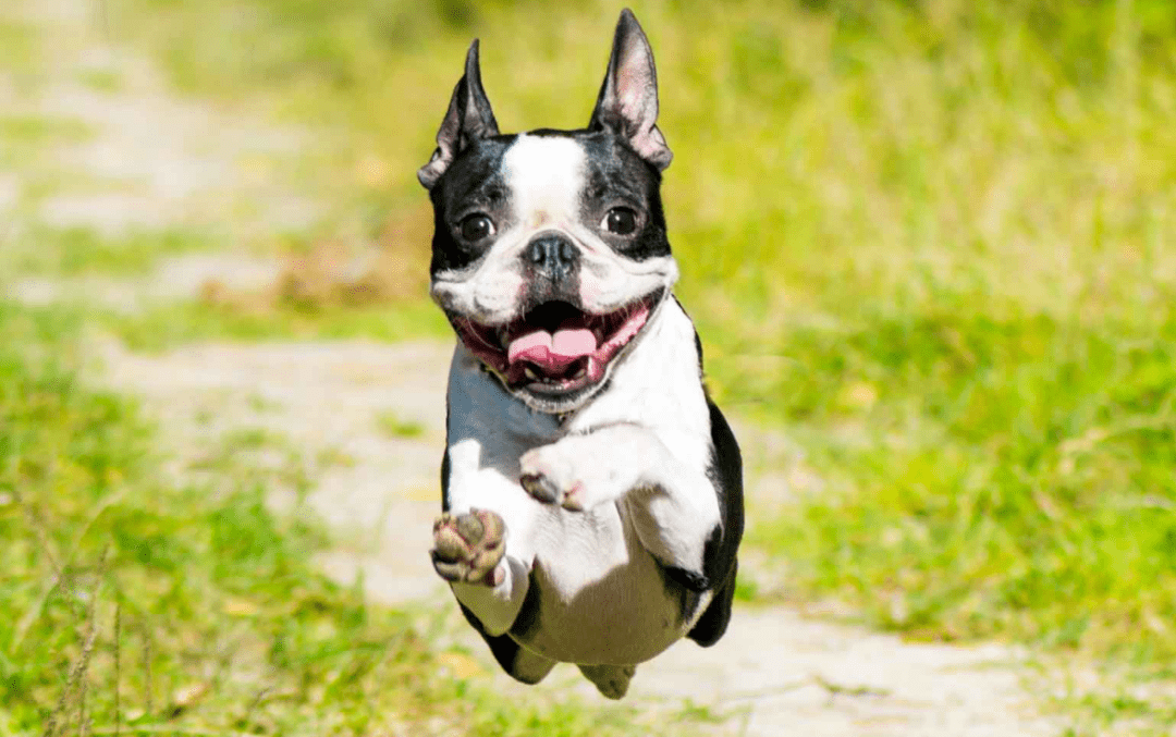 波士顿梗,来自美国的小绅士!_伊奇_爱好者_人类