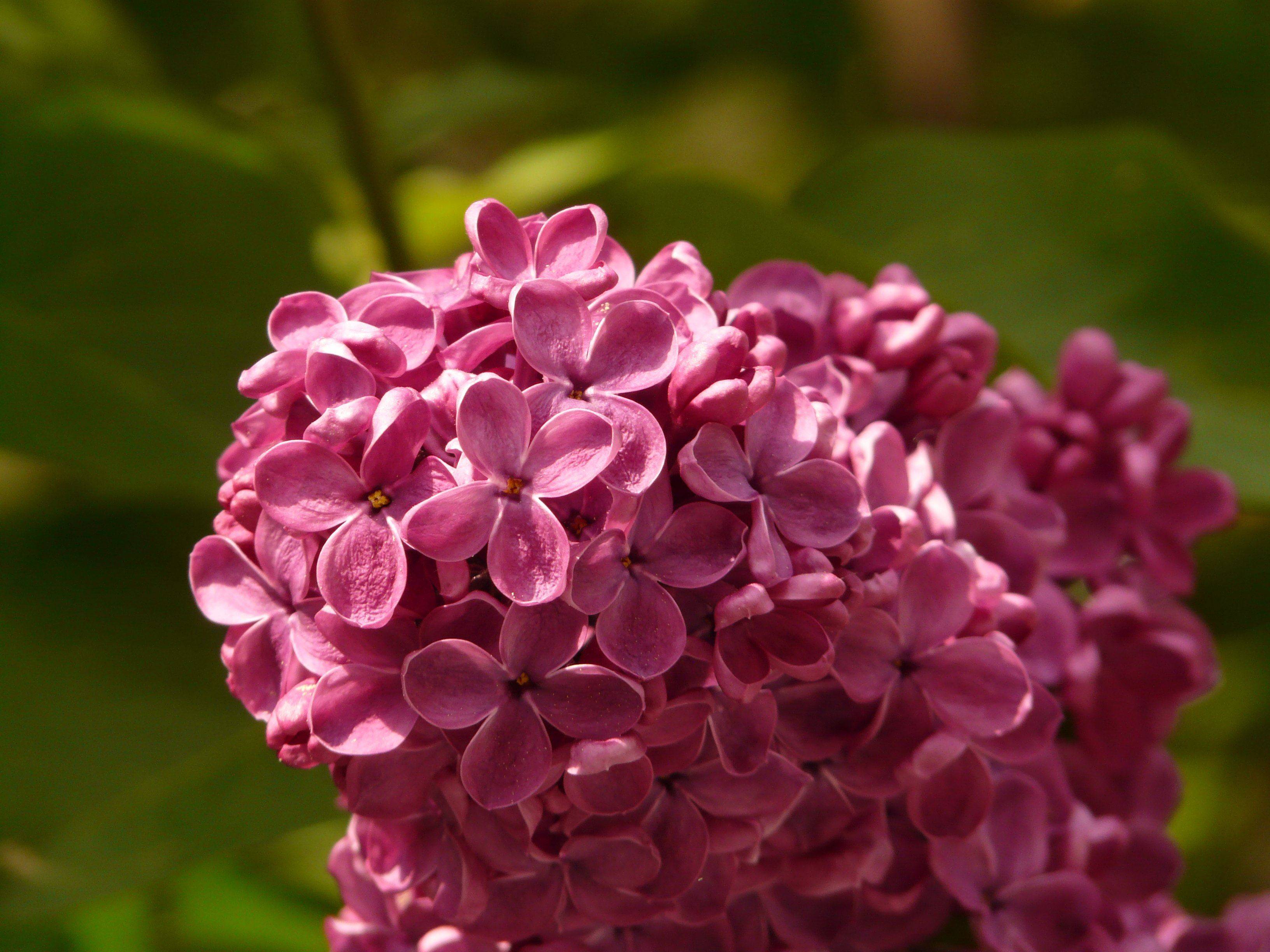6月18日 24日星座运势 好运加身 雷厉风行的四大星座 生活 未来 时候