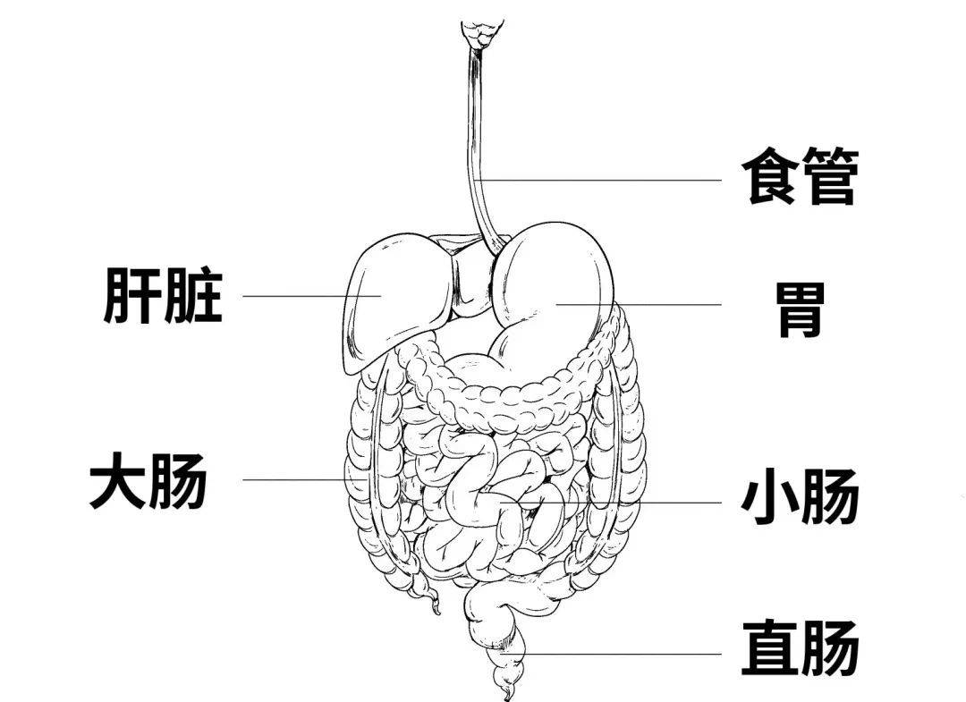 每天吃多少胃才可以承受