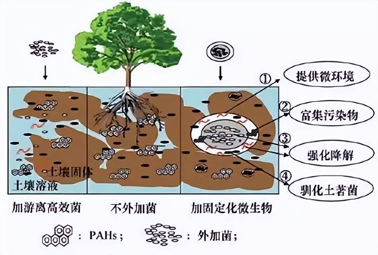 土壤微生物示意图图片