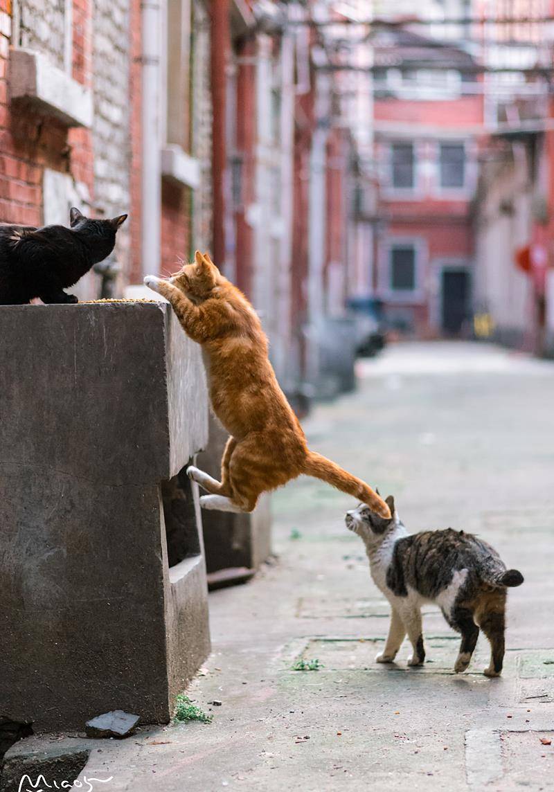 娇羞小橘猫和大脸花猫好上了 还在我面前秀起恩爱 真是气人哦 保护 大哥 眼神