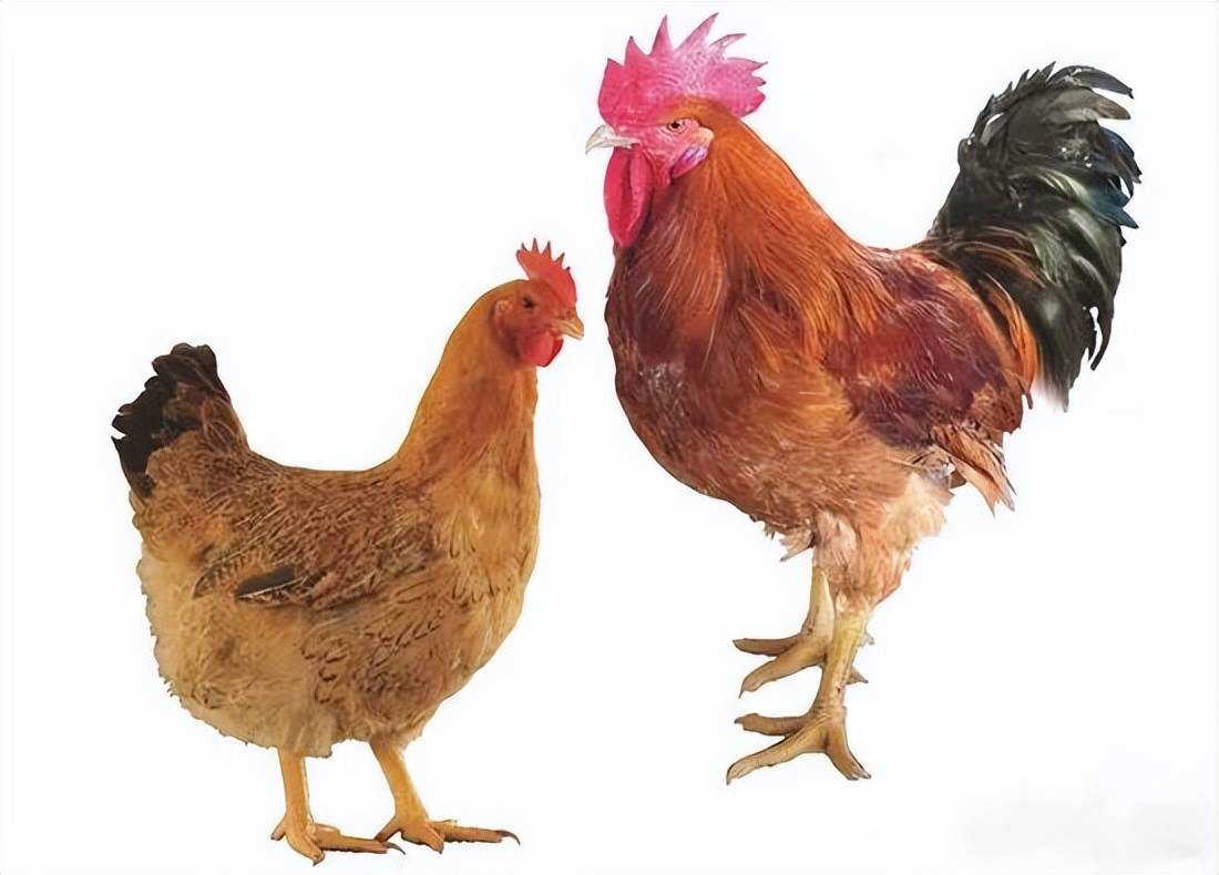 麻鸡体型外貌02崇仁麻鸡是中国地方鸡种中产蛋量最高的品种之一,以肉
