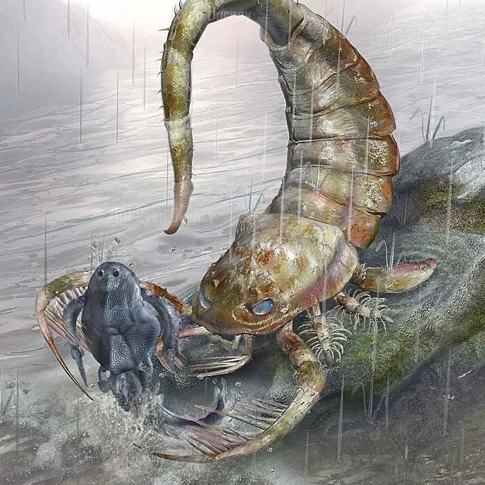 骨甲鱼的故事:犹如软体动物的硬壳,放弃了游泳能力_海蝎_体型_生物