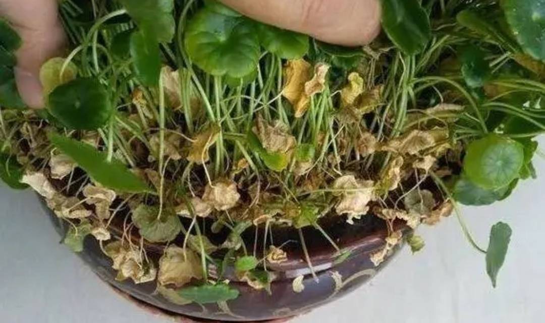 原创5种花是个水罐子天热缺水就枯萎别忘浇水