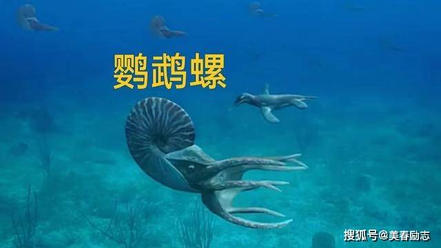 地球上現存的十種活化石生物又萌又怪又可愛你見過幾種