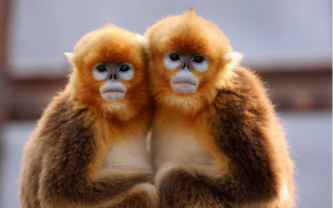 一级保护动物现身四川这次40多只金丝猴同时出现太罕见了