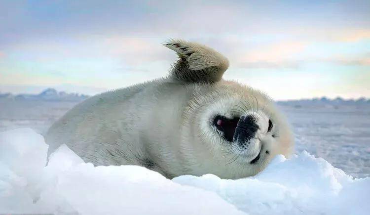 冬季室外的動物世界,一群水豚享樂溫泉柚子浴_水面_湖面_地方