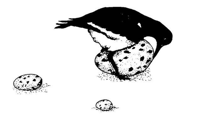原创小鸟孵大蛋这么明显的破绽为何杜鹃的巢寄生行为不会被识破