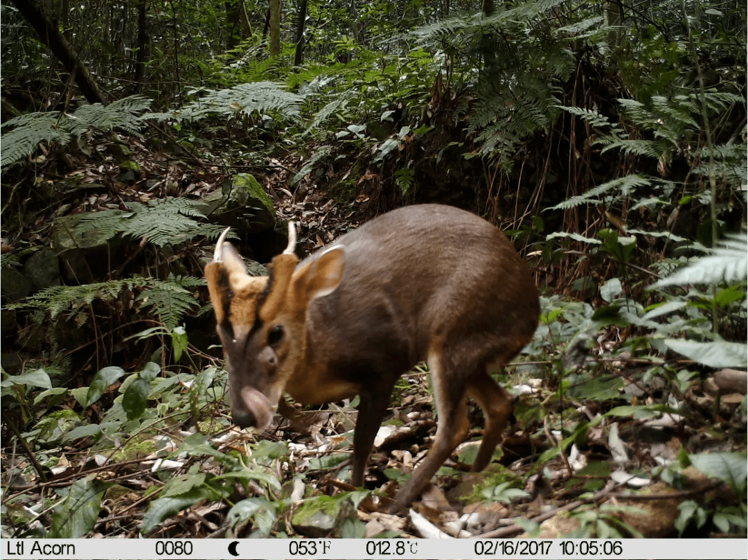 原创首次记录这种国家二级保护动物现身翁源青云山
