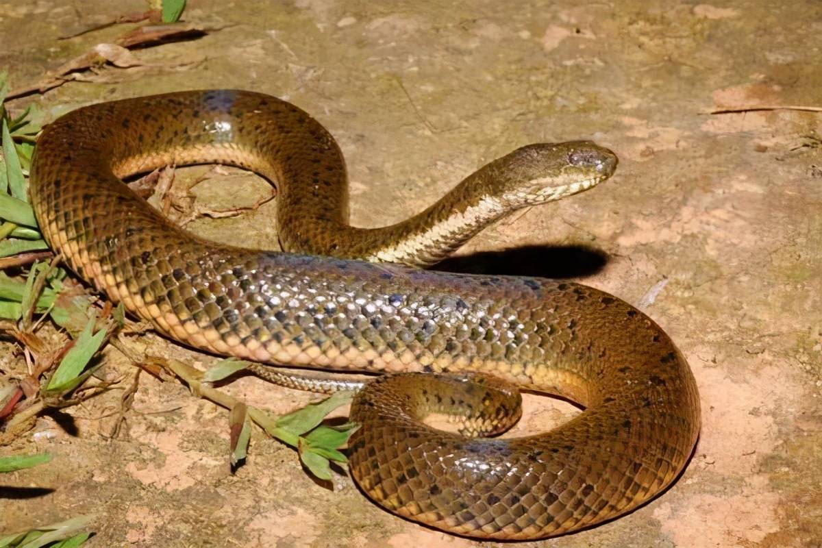水蛇无毒图片