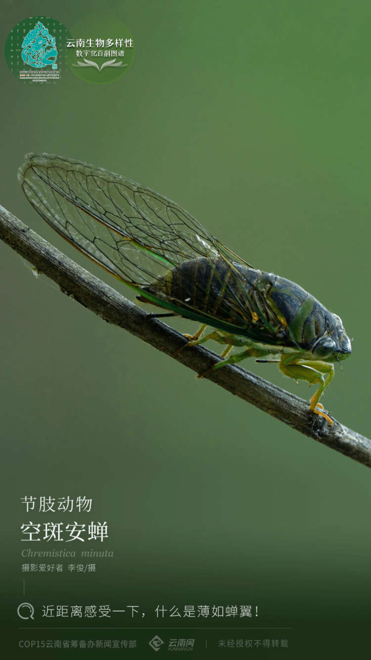 云南稀有昆虫图片