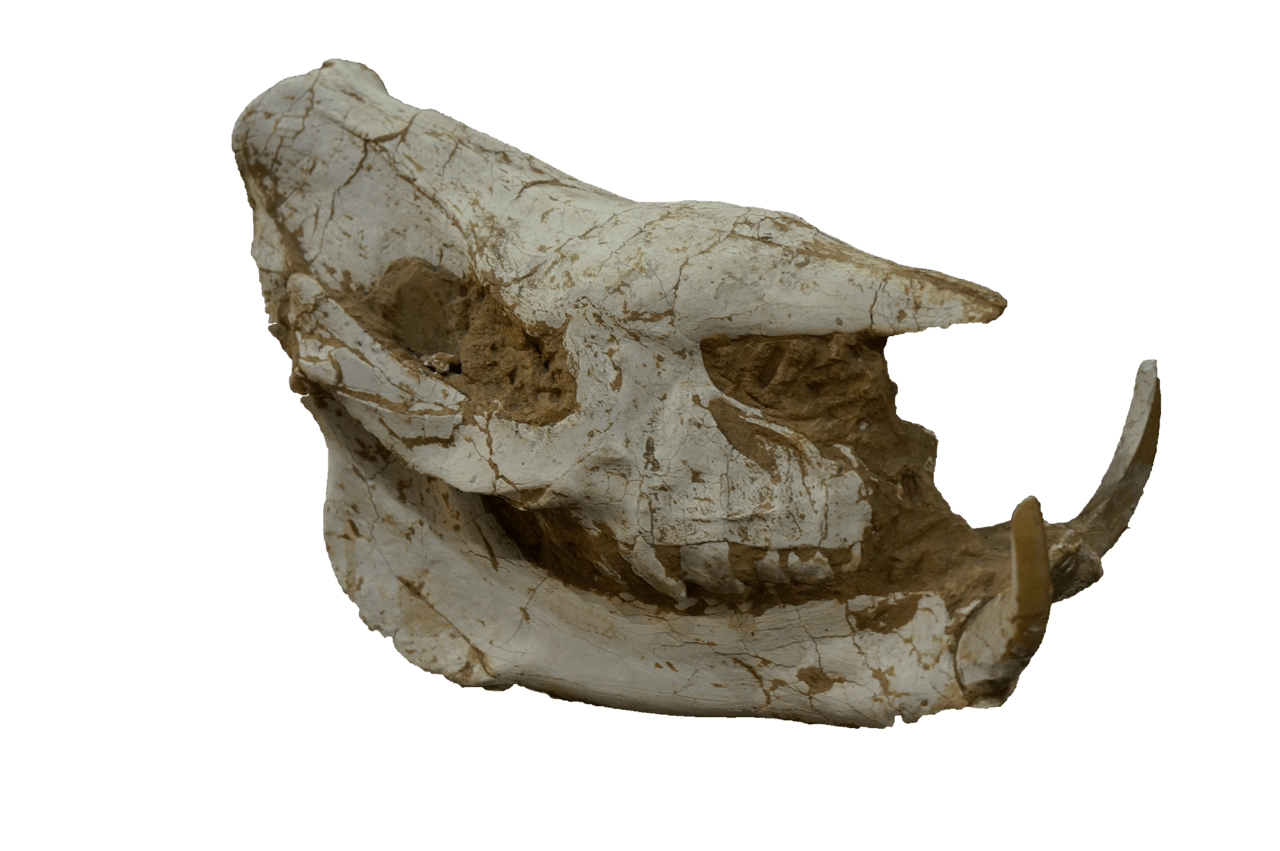 我国在青藏高原发现的动物化石比长颈鹿还要高到底是什么