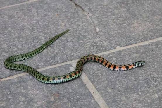 红脖颈槽蛇:也是游蛇科的一种毒蛇,被人称为野鸡项,红脖游蛇等,在中国