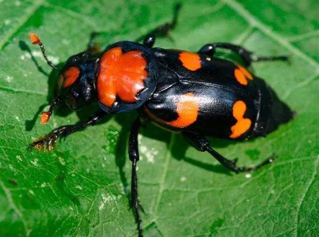 埋葬虫又名食尸虫,鞘翅目,埋葬虫科.