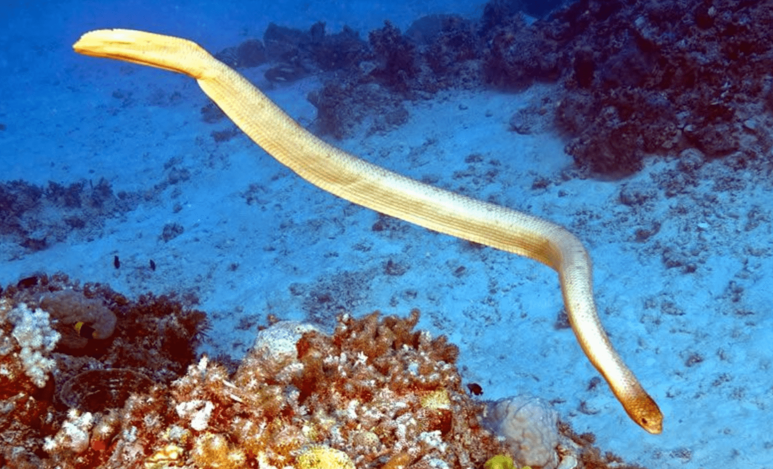 海蛇究竟有多危险科学家表示有一种情况下海蛇会追着你咬