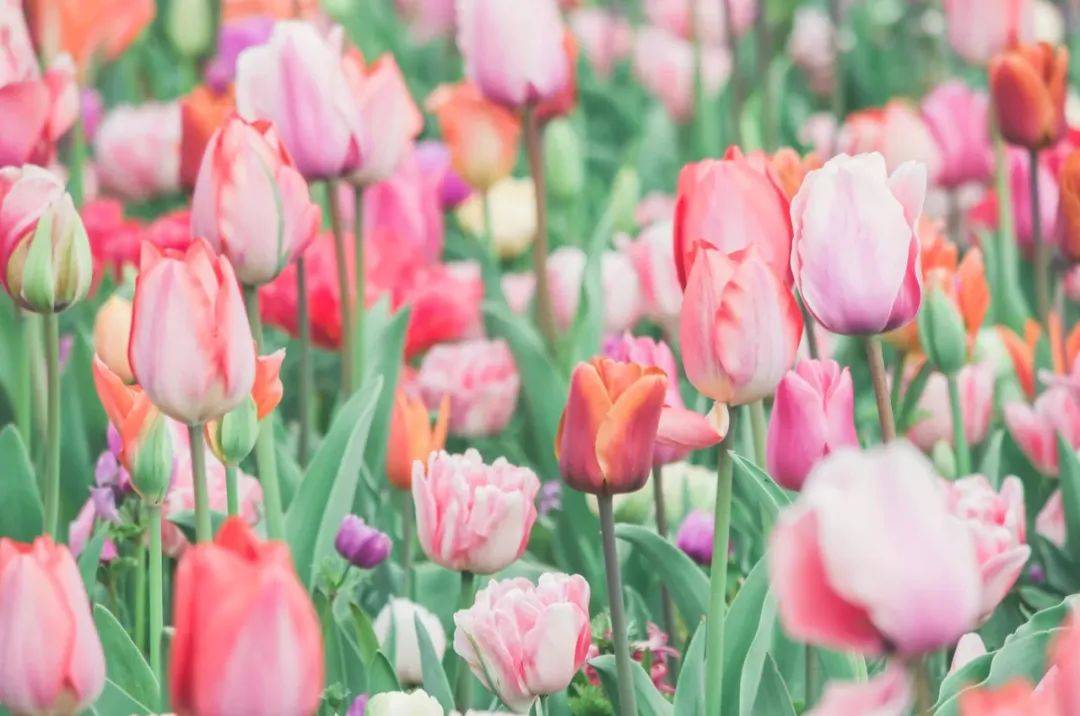 今年前5个月中国家电出口:白电跌黑电涨-家电圈官网