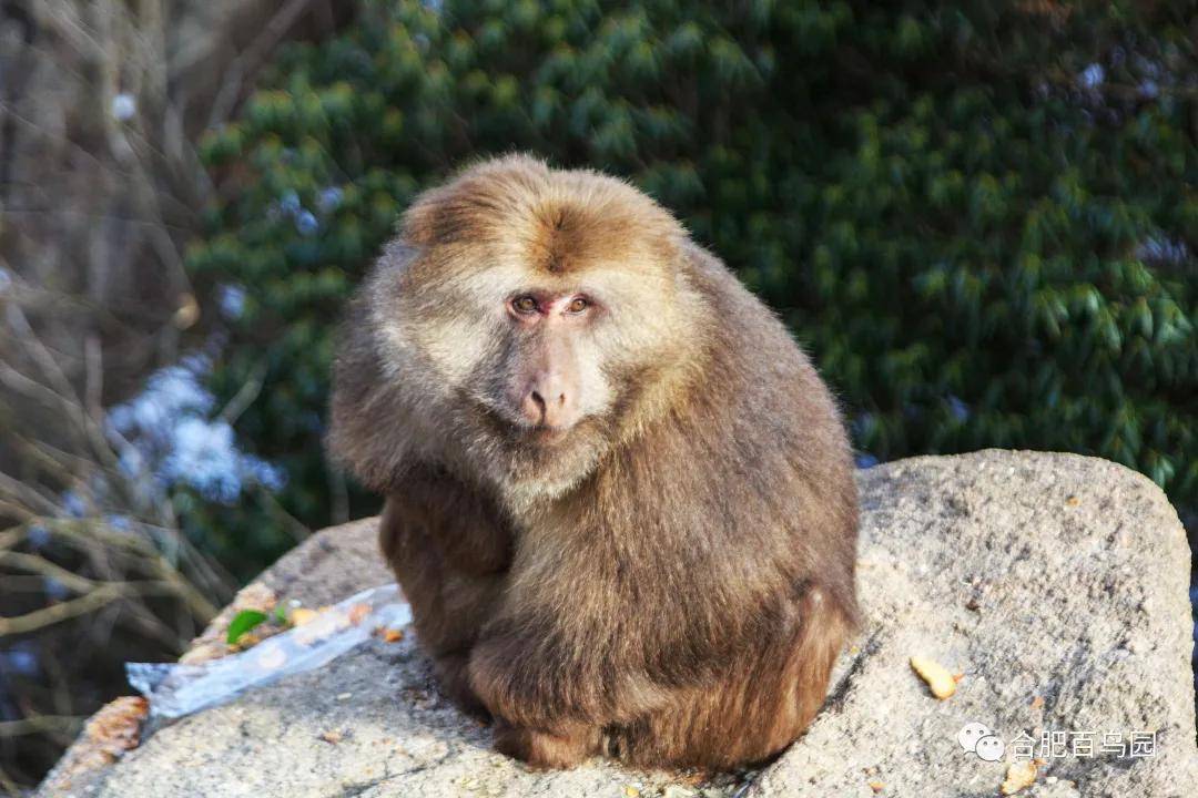 山大王～黄山短尾猴(藏酋猴黄山亚种)上_行为_野生动物园_什么