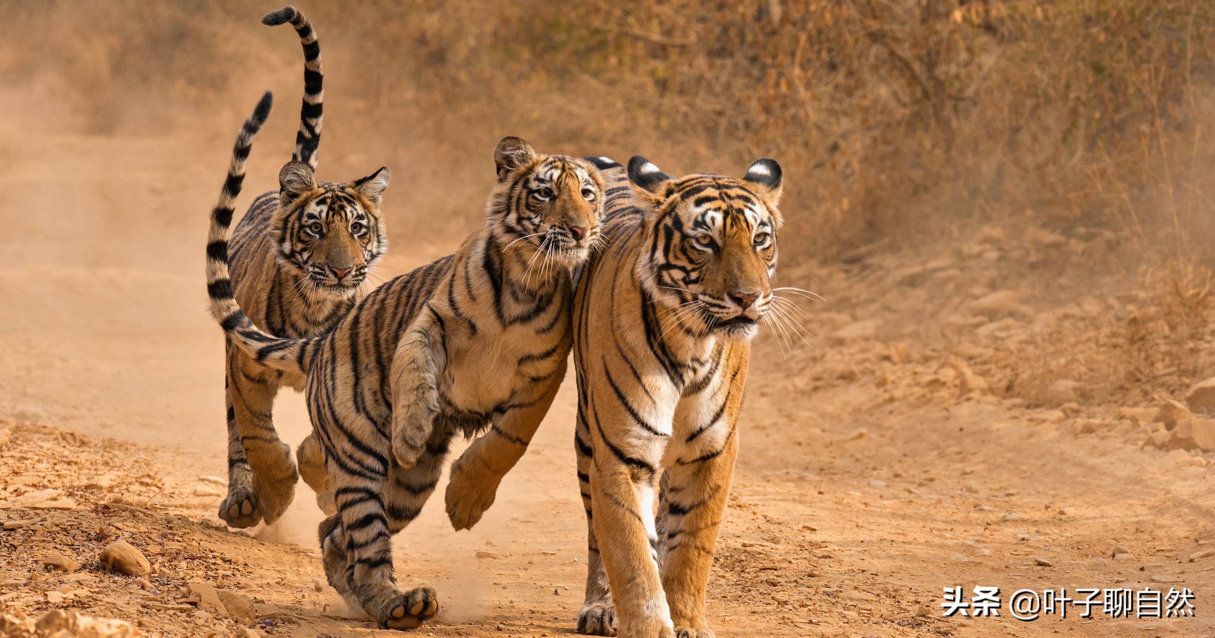 Tapety : Zwierząt, Tygrys, dzikiej przyrody, Języków, duże koty, ogród zoologiczny, wąsy, fauna ...