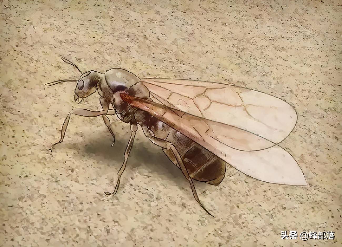 只是在进化的过程中出现了变化,如今我们可以看到的有翅膀的蚂蚁,实际