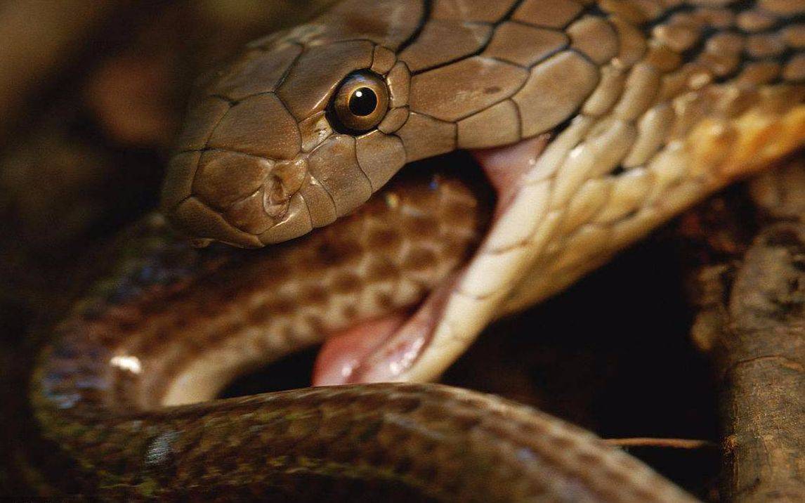 眼镜王蛇眼镜王蛇是亚洲独有的蛇种,在中国的分布范围最为广泛,主要