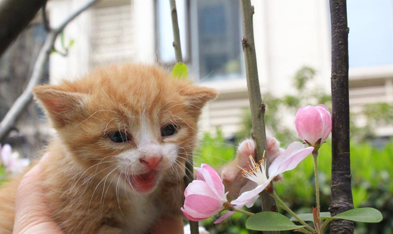 原创中华田园猫之橘色猫咪黄狸猫