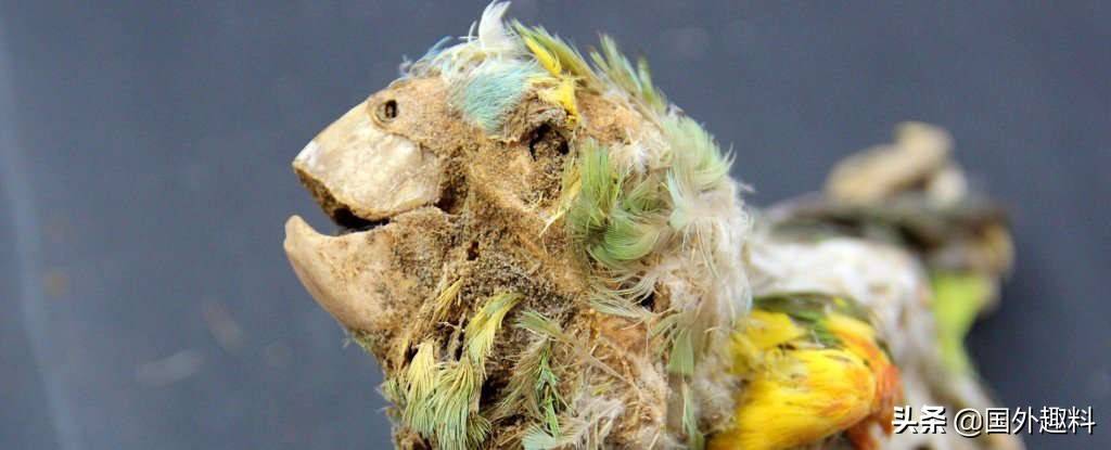 原创阿塔卡马沙漠的鸟类木乃伊揭示了历史真正的黑暗面