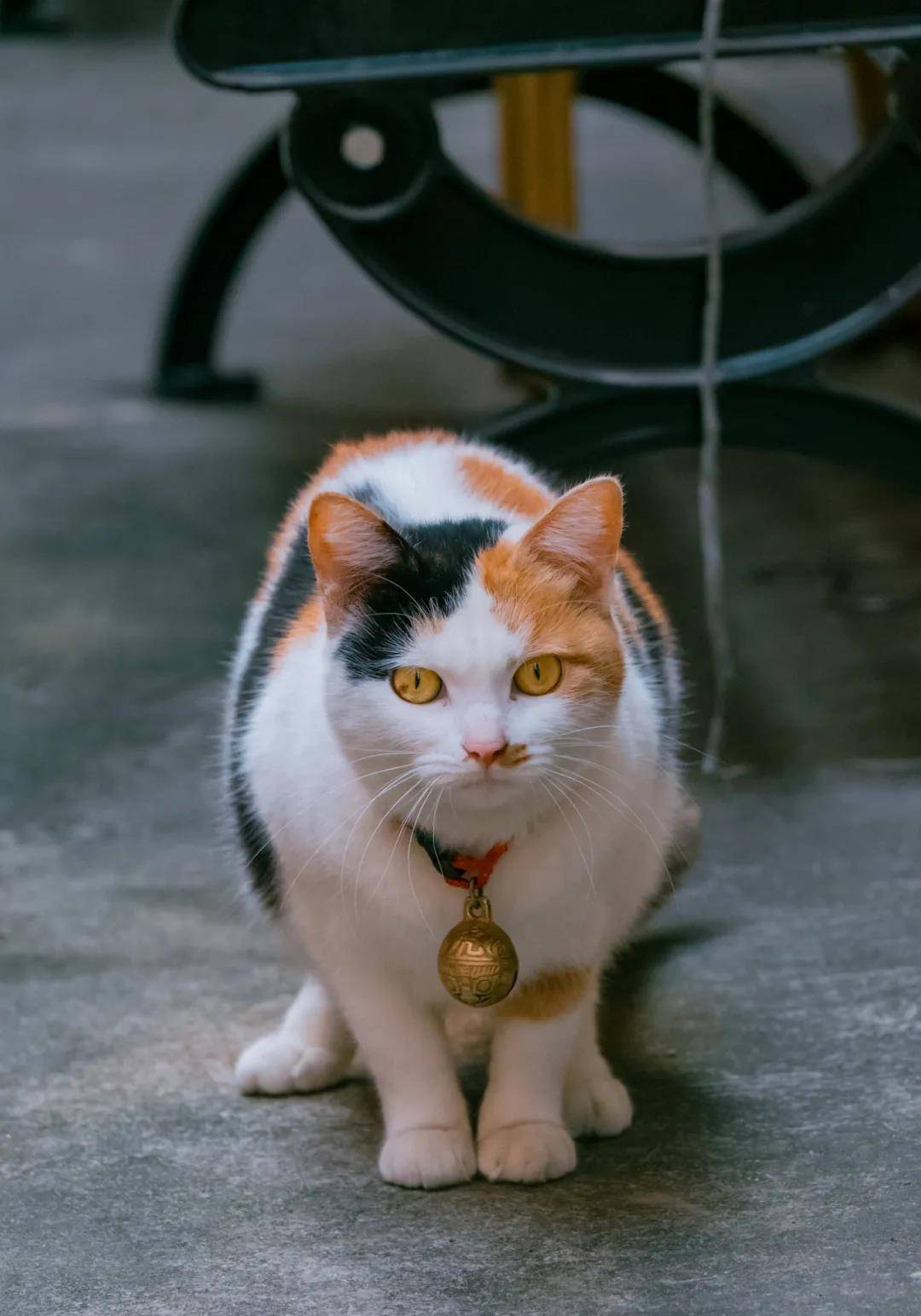 三花猫体壮严肃像个大姐大吓退前来邀玩的小橘猫