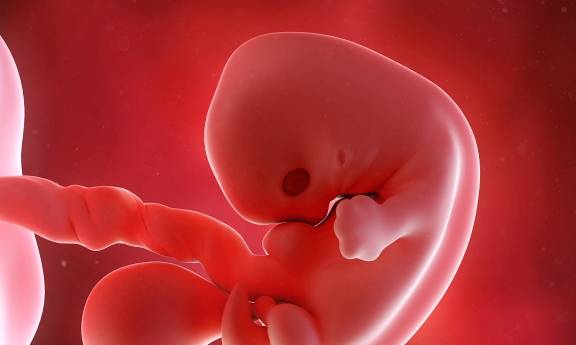 怀孕6个月男胎儿图图片