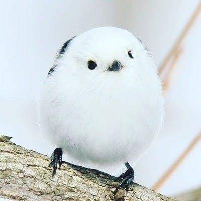 春季里的治愈小精灵银喉长尾山雀