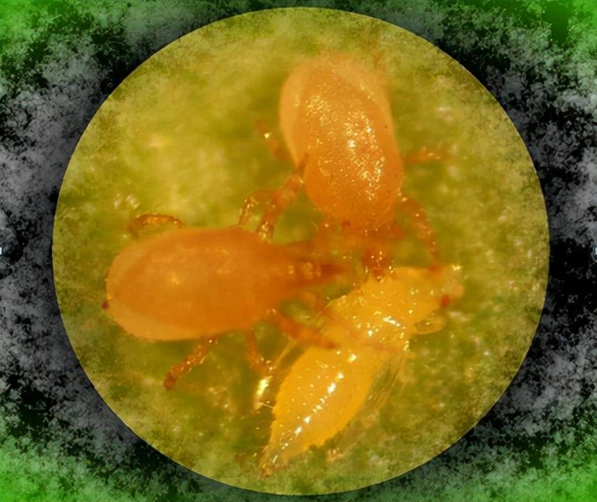 原创跳虫能在北极生活的雪域跳蚤