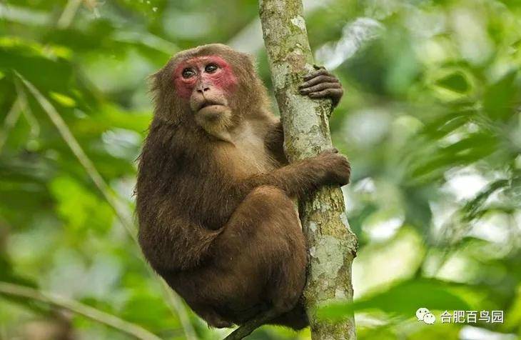 山大王～黄山短尾猴(藏酋猴黄山亚种)上_行为_野生动物园_什么