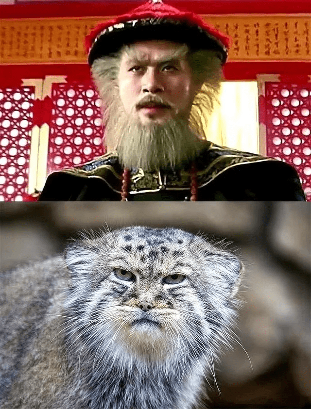 这只生活在草原上的肥猫,其实比狼还要狠_动物_表情_瞳孔