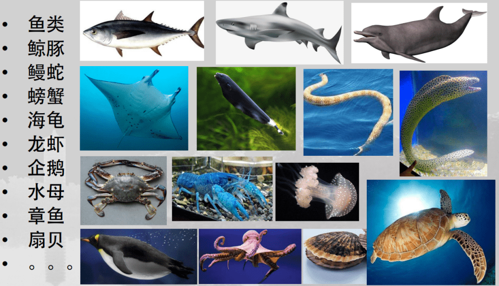 科普大佬说智能仿生机器鱼