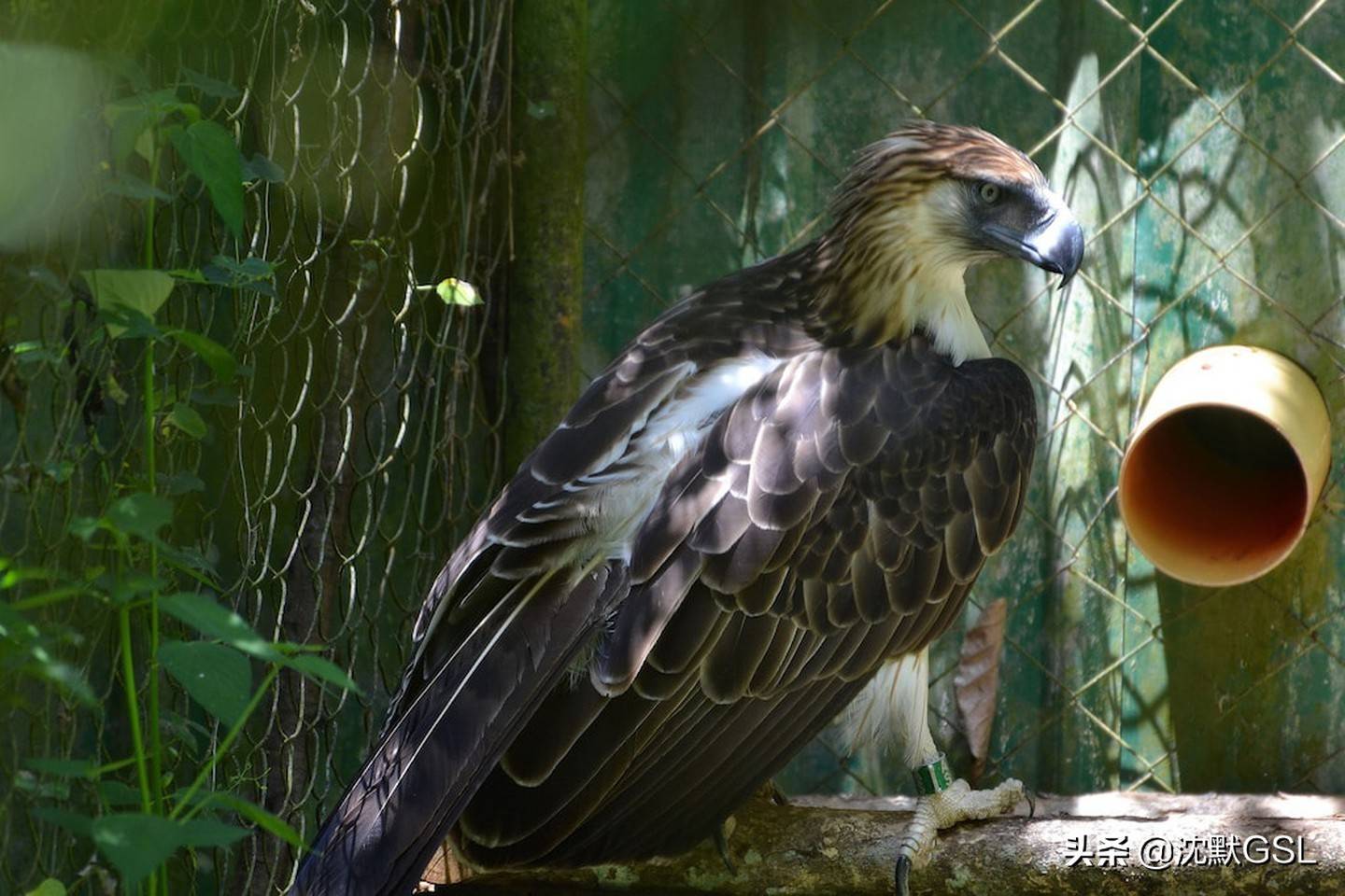 原创食猿雕菲律宾国鸟的8个奇特事实