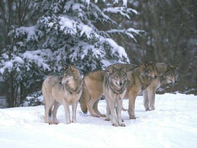 北美灰狼群从微生境上看,美洲狮虽然分布广泛,适应能力强,但它最喜欢