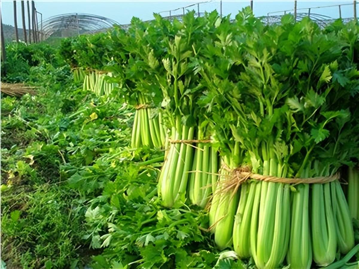越夏芹菜种植及品种图片
