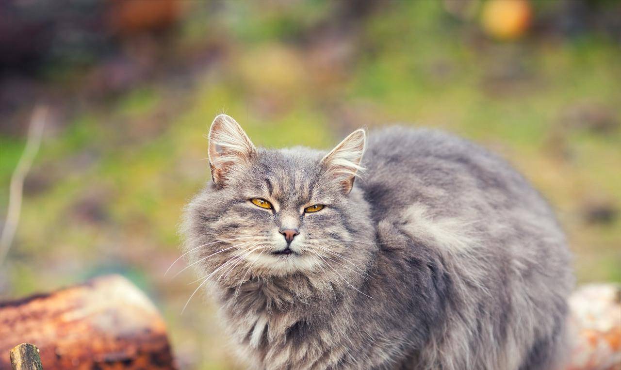 西伯利亚森林猫俄罗斯国猫