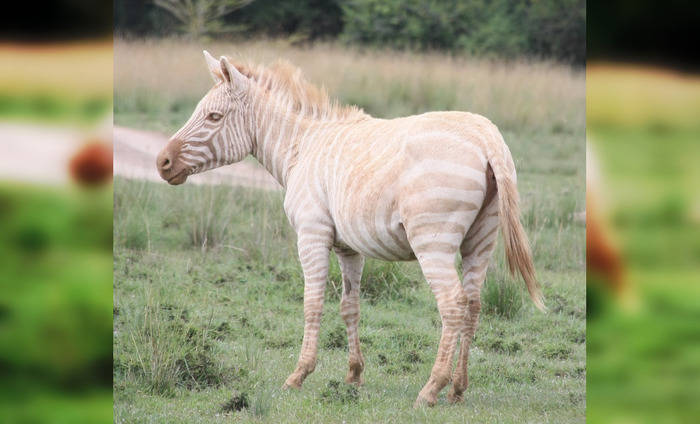 白化斑马这只甲虫真的很像一只乌龟.