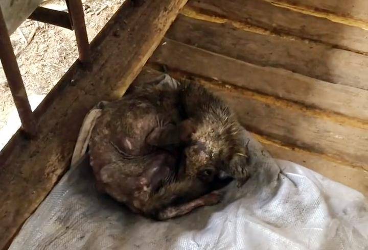 原创瘦到只剩骨头的流浪狗对人充满戒心好心人用一个月时间改变它