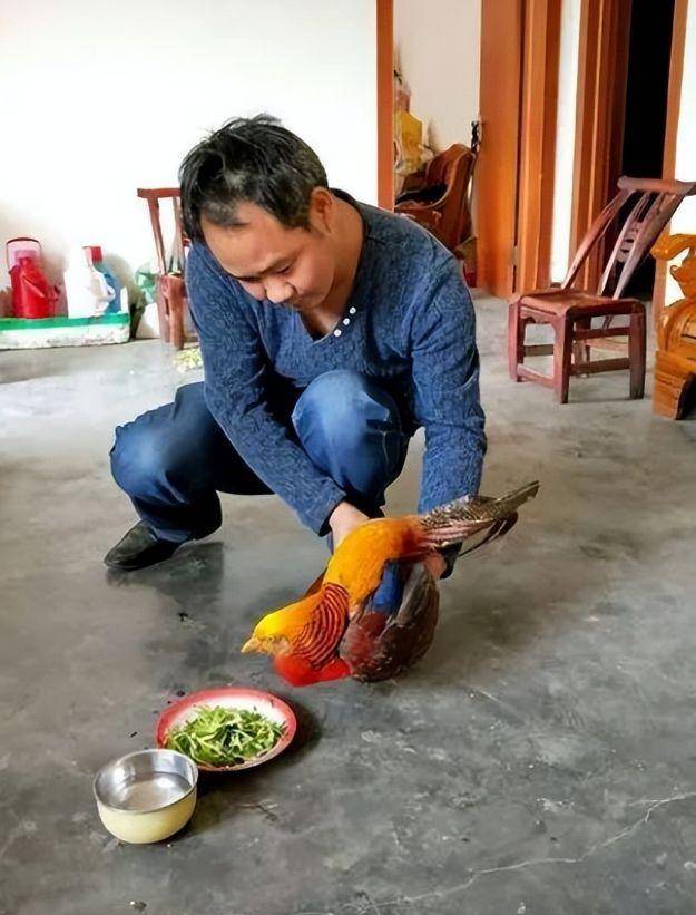 老郭口中所谓的"凤凰"其实是国家二级保护动物红腹锦鸡,又名金鸡,山鸡